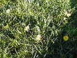 broads/nay2/P1010054 (WinCE).JPG